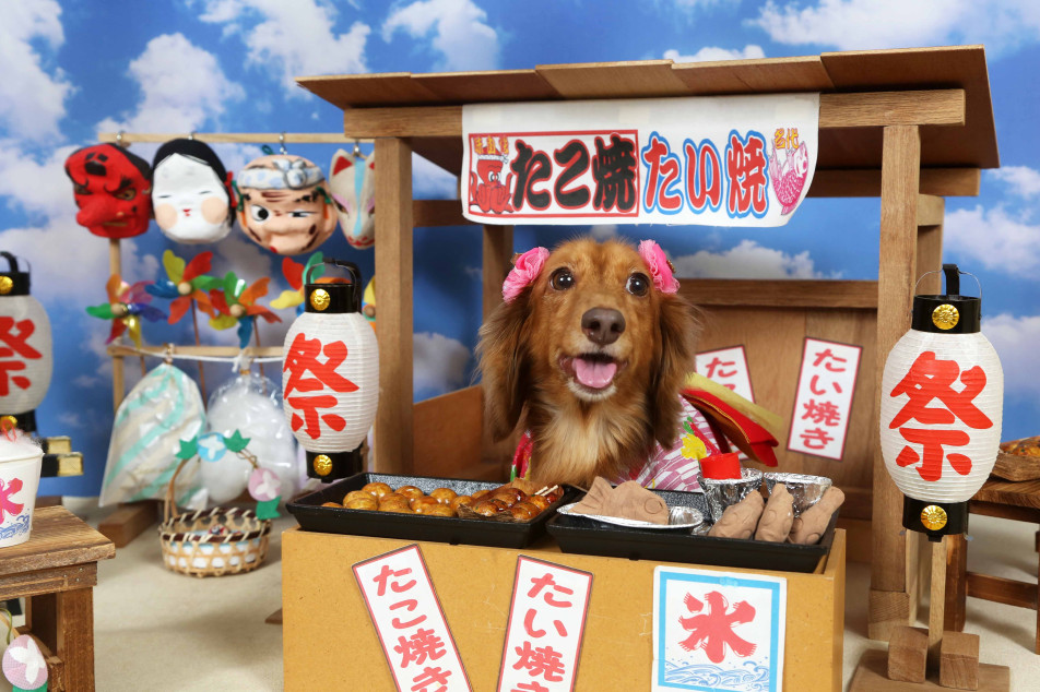 不思議の国のわんわん写真館の画像