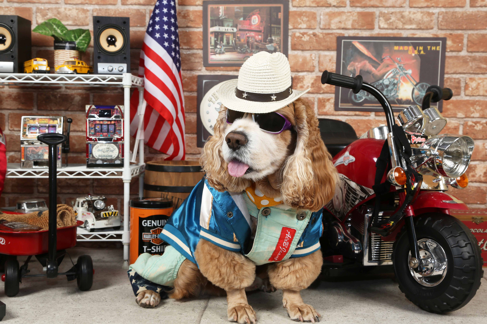不思議の国のわんわん写真館のメイン画像